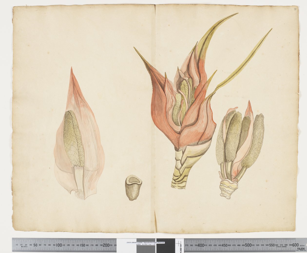 F.33 Freycinetia baueriana, n. 1790-1795 (muste ja akvarelli paperille) tekijältä John (attr. to) Doody