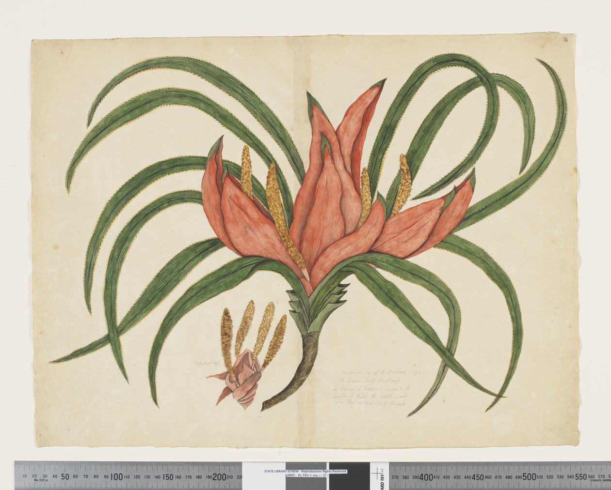 F.36 Freycinetia baueriana, n. 1790-1795 (akvarelli ja muste paperille) tekijältä John (attr. to) Doody