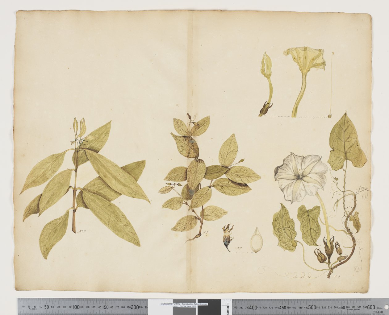 F.6 Wikstroemia Australis; Ipomea, n. 1790-1795 (akvarelli ja muste paperille) tekijältä John (attr. to) Doody