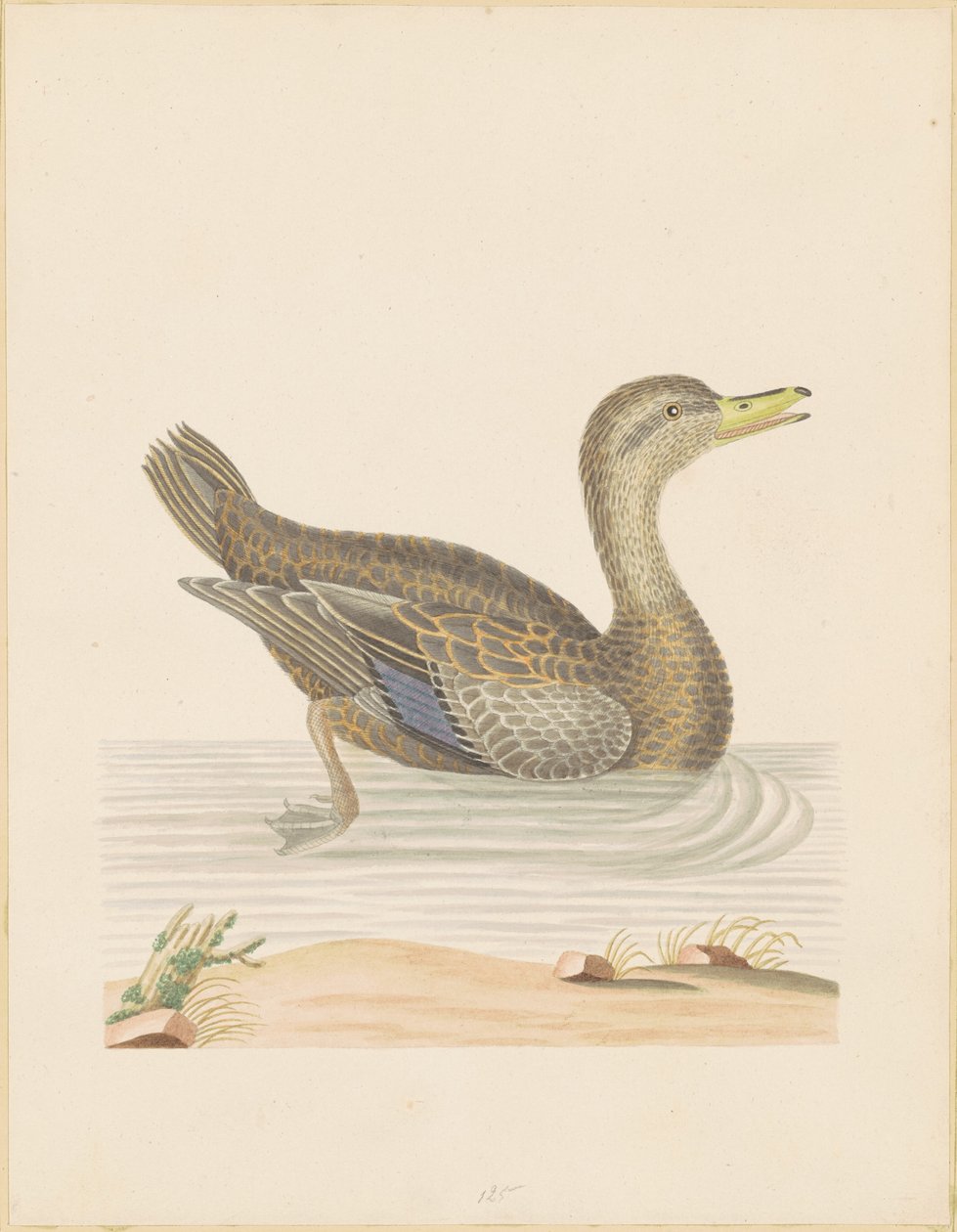 Roan Duckfinnish tekijältä John Abbot
