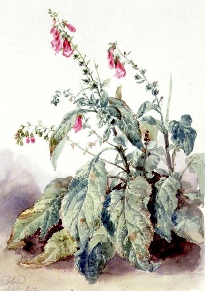 Foxgloves tekijältä John Adam P. Houston