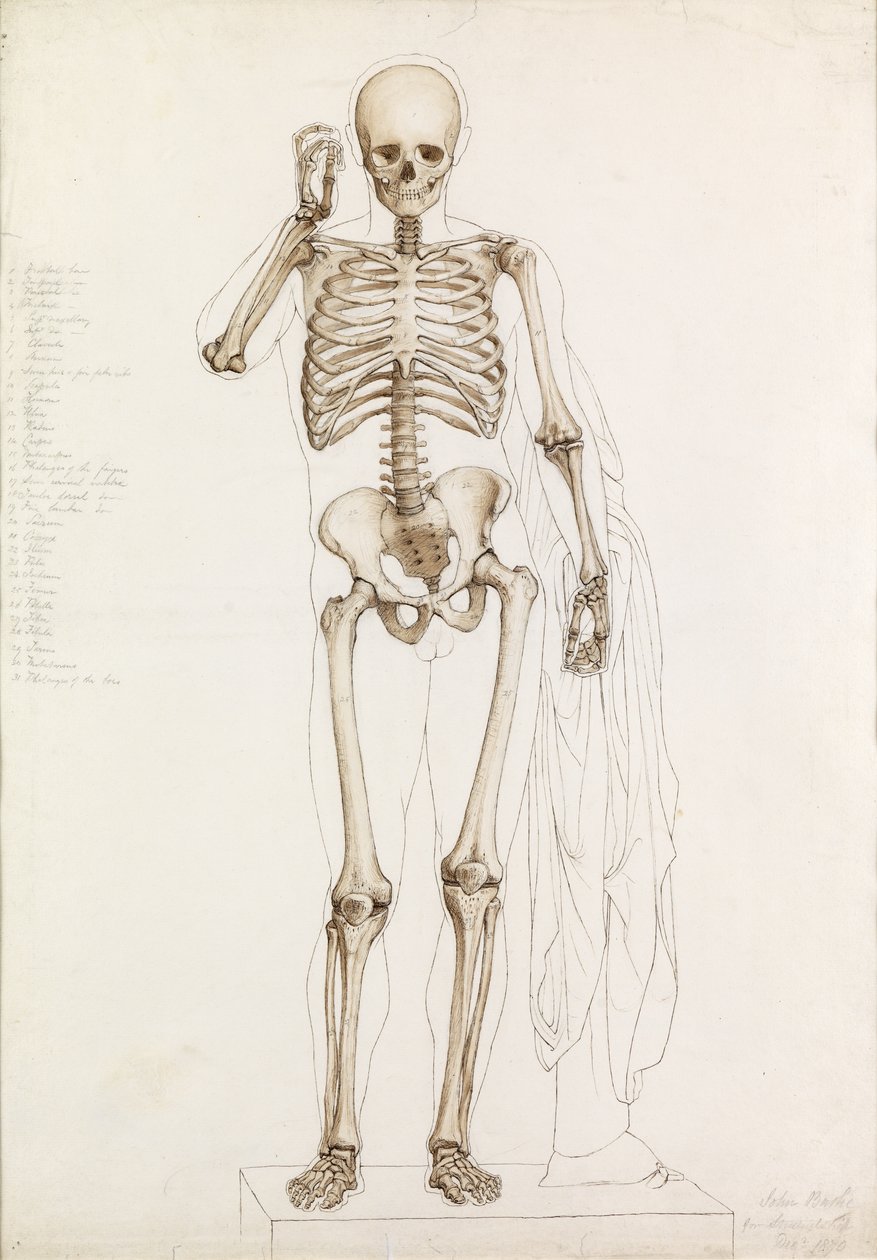 Anatominen tutkimus: Ihmisluuranko, julkaisussa Contrapposto, 1870 tekijältä John Bathe