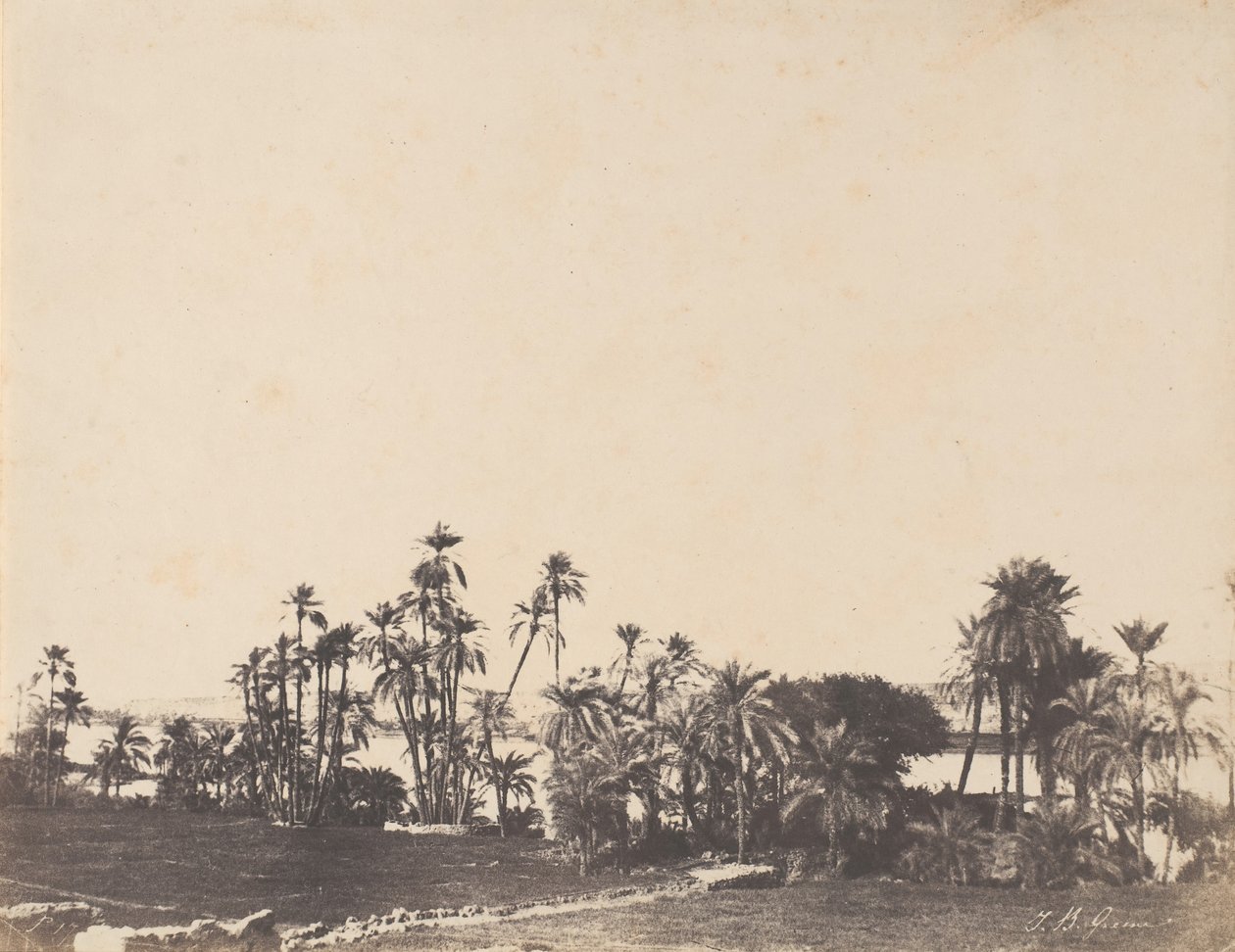 Tutkimus palmuista, Niilin rannat, Kalabschi, 1853-54. tekijältä John Beasley Greene