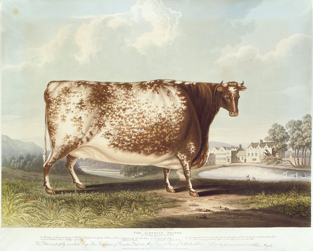 Airedale Hiefer, kaiverrus R. Reeve, 1820 (värikaiverrus) tekijältä John Bradley