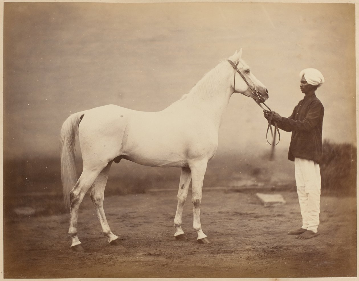 Kenraaliluutnantti Sir Frederick Sleigh Robertsin hevonen, "Vonolel", noin 1885 tekijältä John Burke