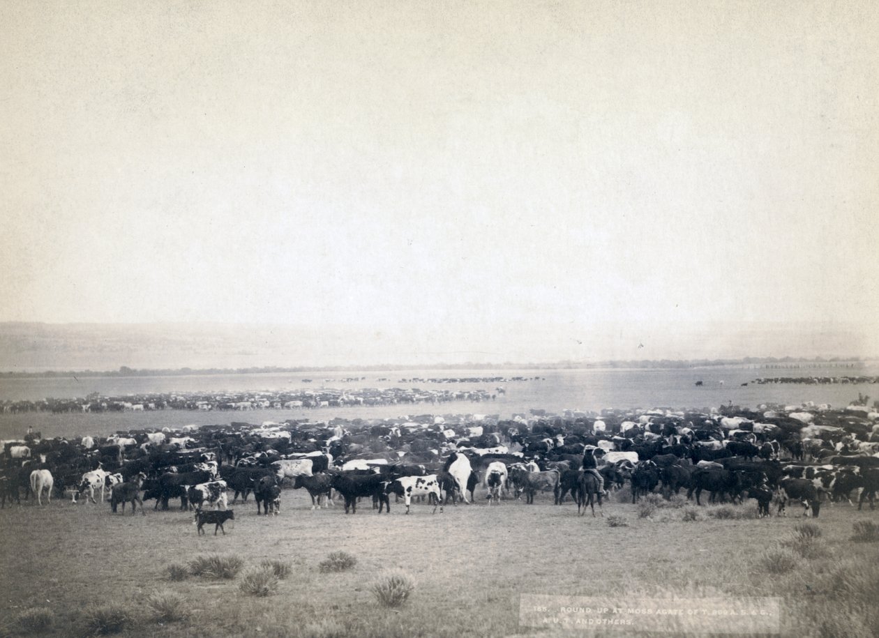 Cowboyt paimentavat karjaa, Etelä-Dakota n. 1890 (b/w kuva) tekijältä John C. H. Grabill