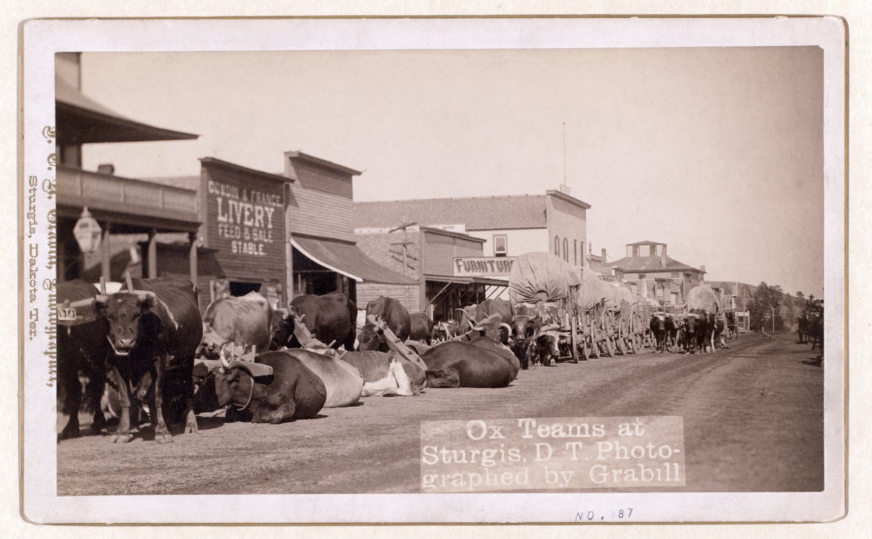 Ox teams at Sturgis, D.T., pub.1887 - 1892 (kuva) tekijältä John C. H. Grabill