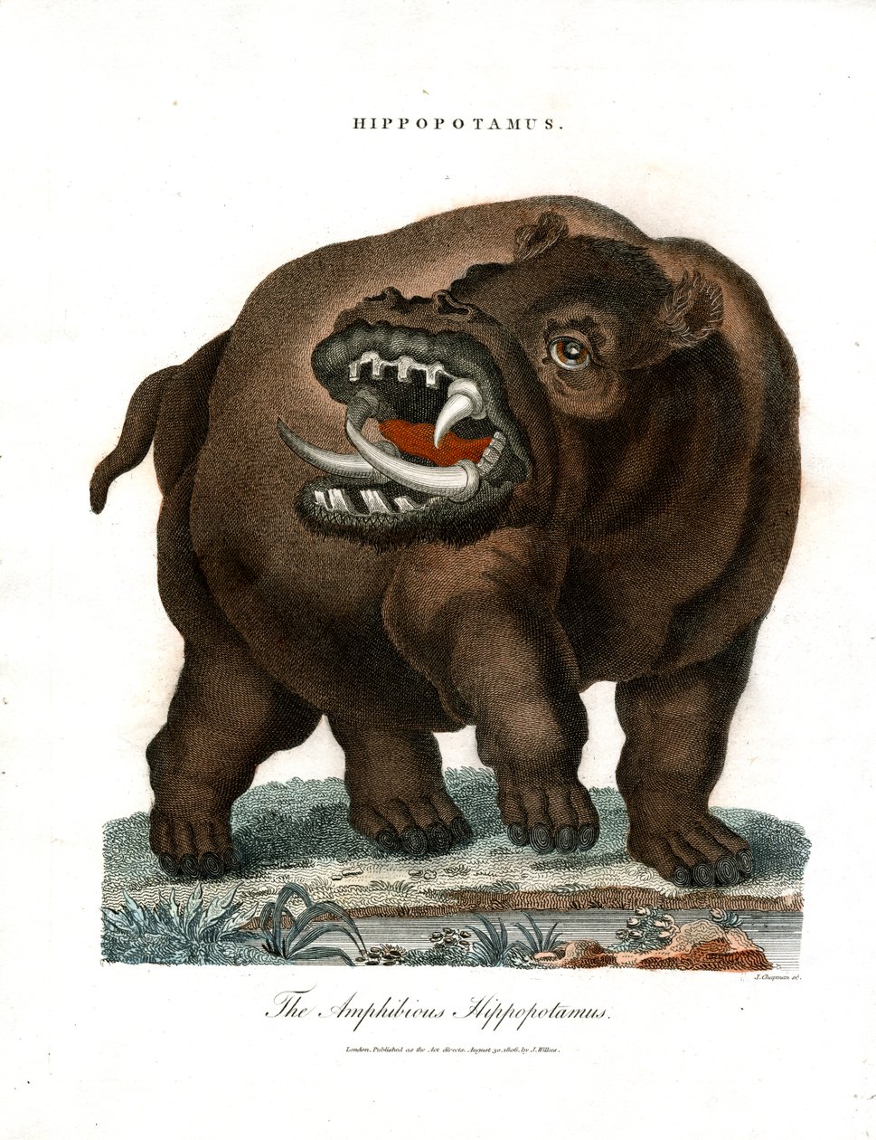 Hippopotamus tekijältä John Chapman