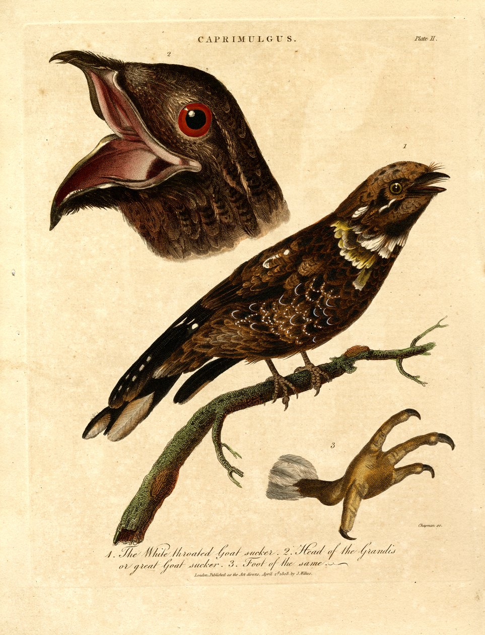  tekijältä John Chapman