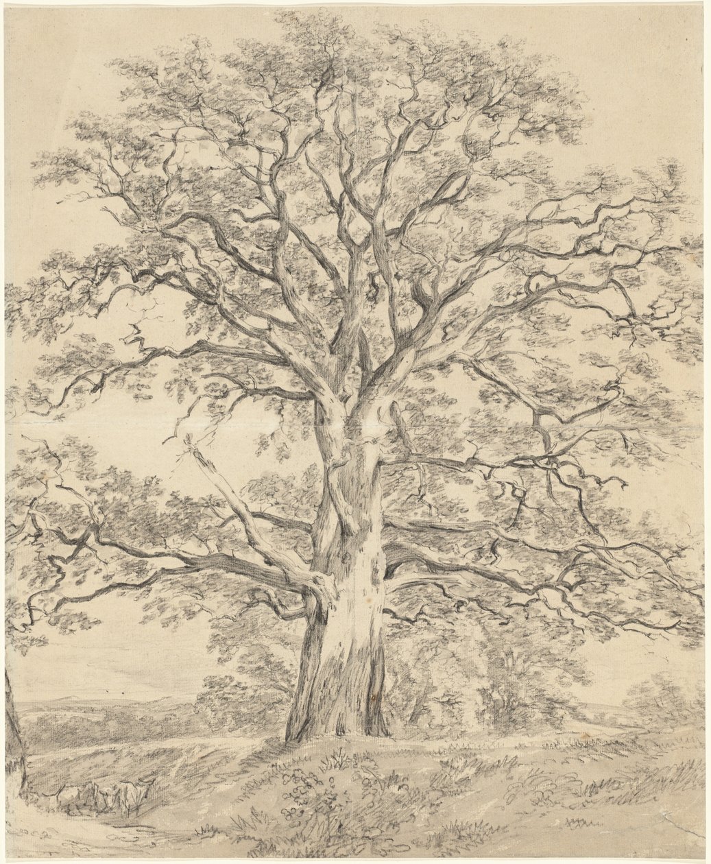 Suuri tammi tekijältä John Constable