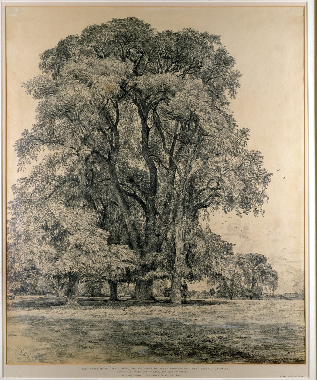 Jalavapuut Old Hall Parkissa, East Bergholtissa, 1817 (lyijykynä) tekijältä John Constable