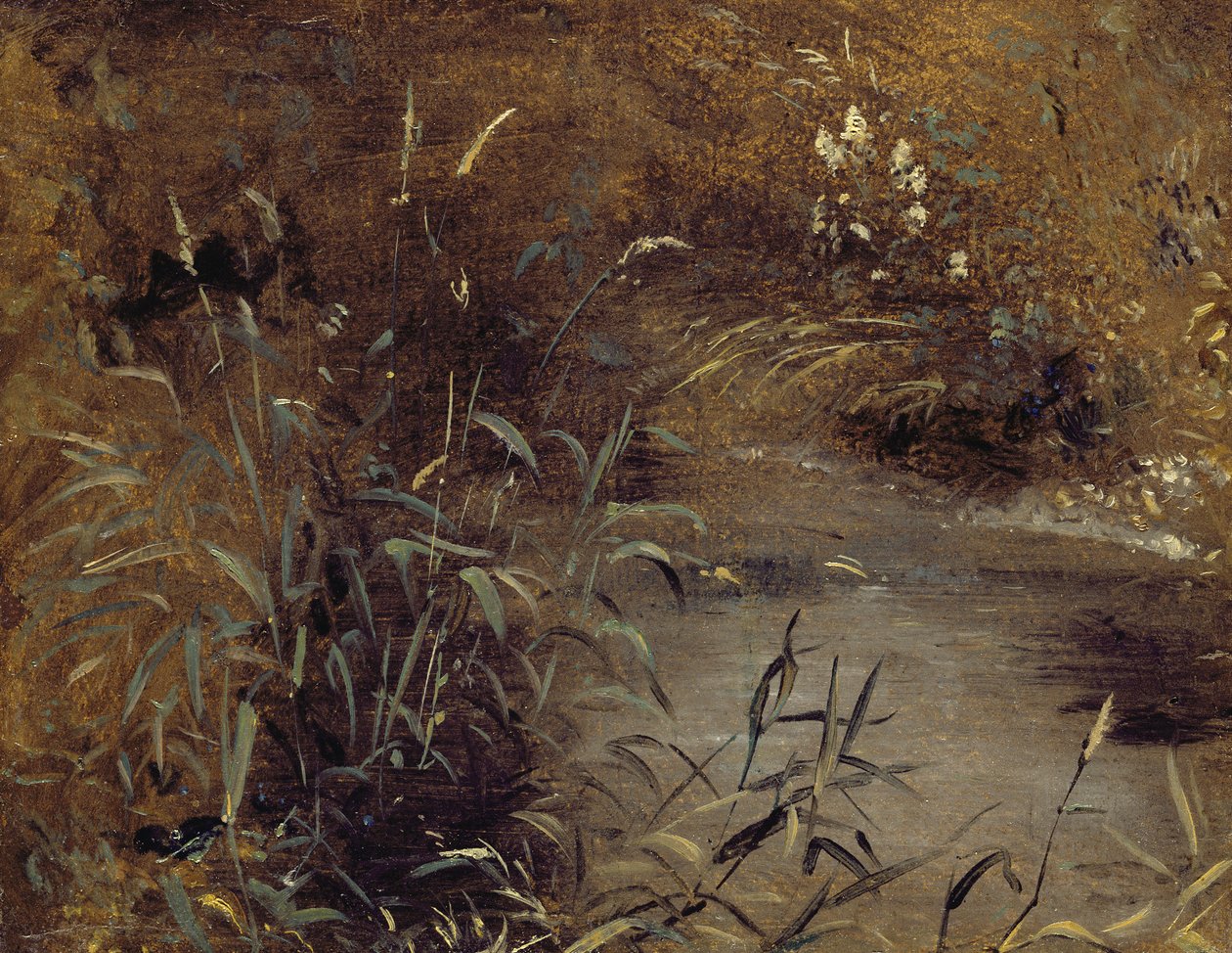 Rushes by a Pool, n. 1821 (öljy paperille aluksella) tekijältä John Constable