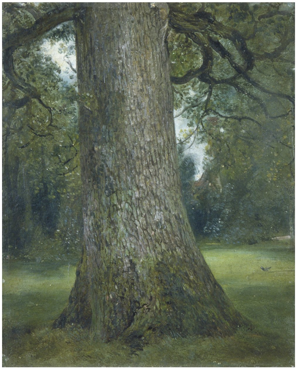 Tutkimus jalavan rungosta, n. 1824 tekijältä John Constable