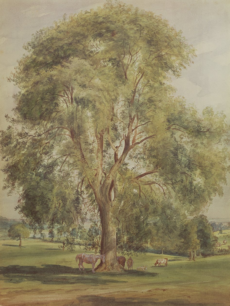 Puu (wc) tekijältä John Constable