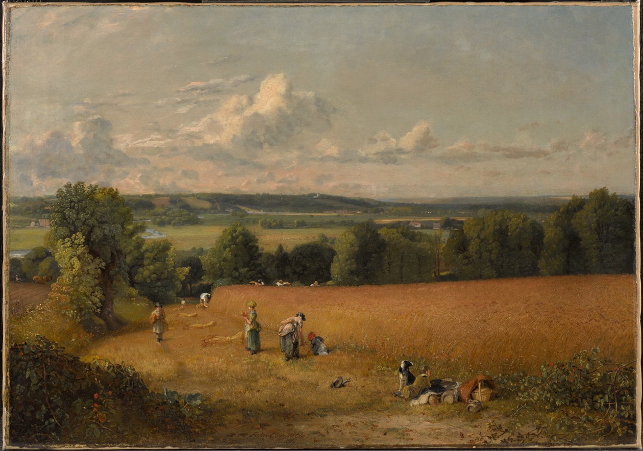 Vehnäpelto tekijältä John Constable
