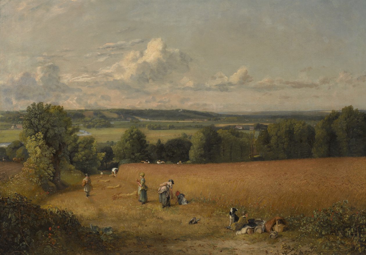 Vehnäpelto tekijältä John Constable