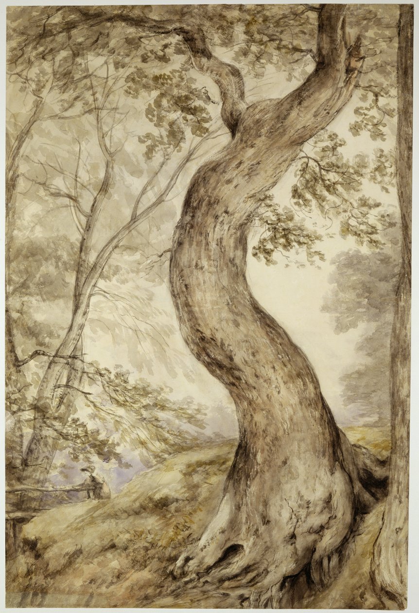Tree at Helmingham, n. 1800 (akvarelli paperille) tekijältä John Constable