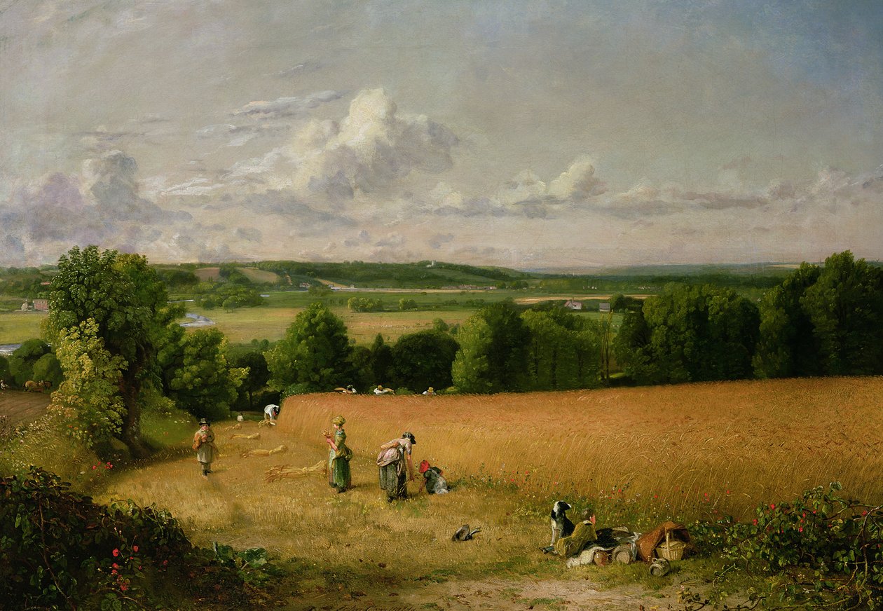 Vehnäpelto tekijältä John Constable