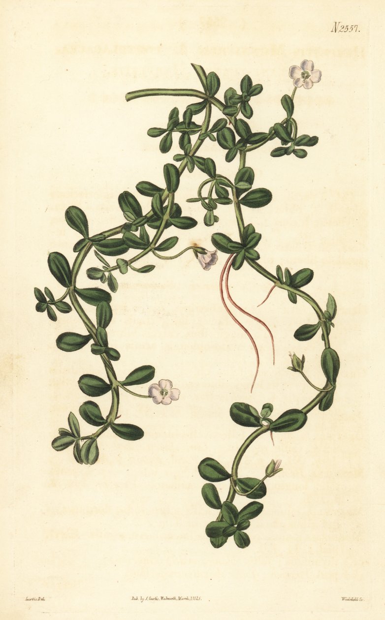 Brahmi tai vesi-iisoppi, Bacopa monnieri tekijältä John Curtis