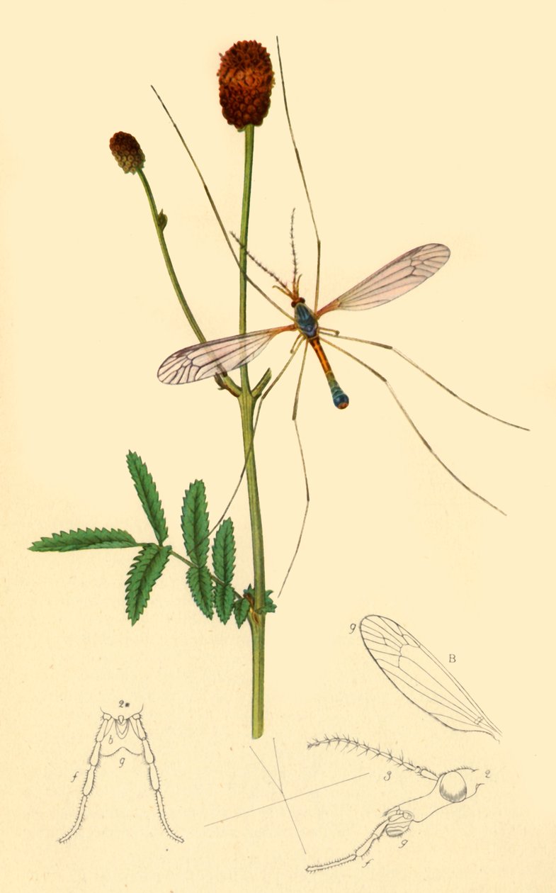 "Crane-Fly: Tipula longicornis", 1834, 1945. tekijältä John Curtis
