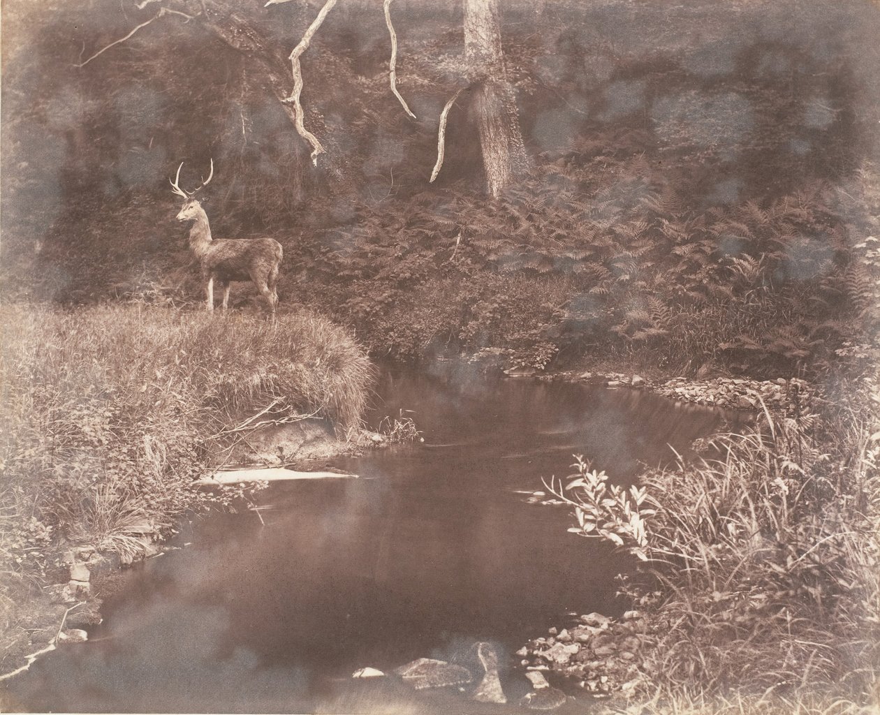 Lewitha, 1853-56. tekijältä John Dillwyn Llewelyn