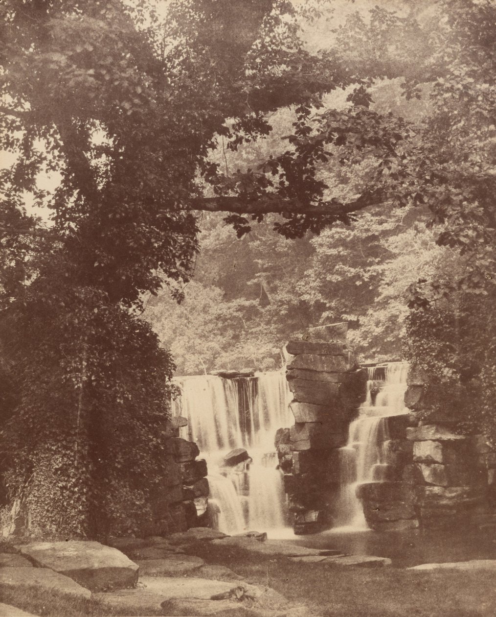 Yläputoukset, Penllergare Valley Woods,c. 1852 (kuva) tekijältä John Dillwyn Llewelyn