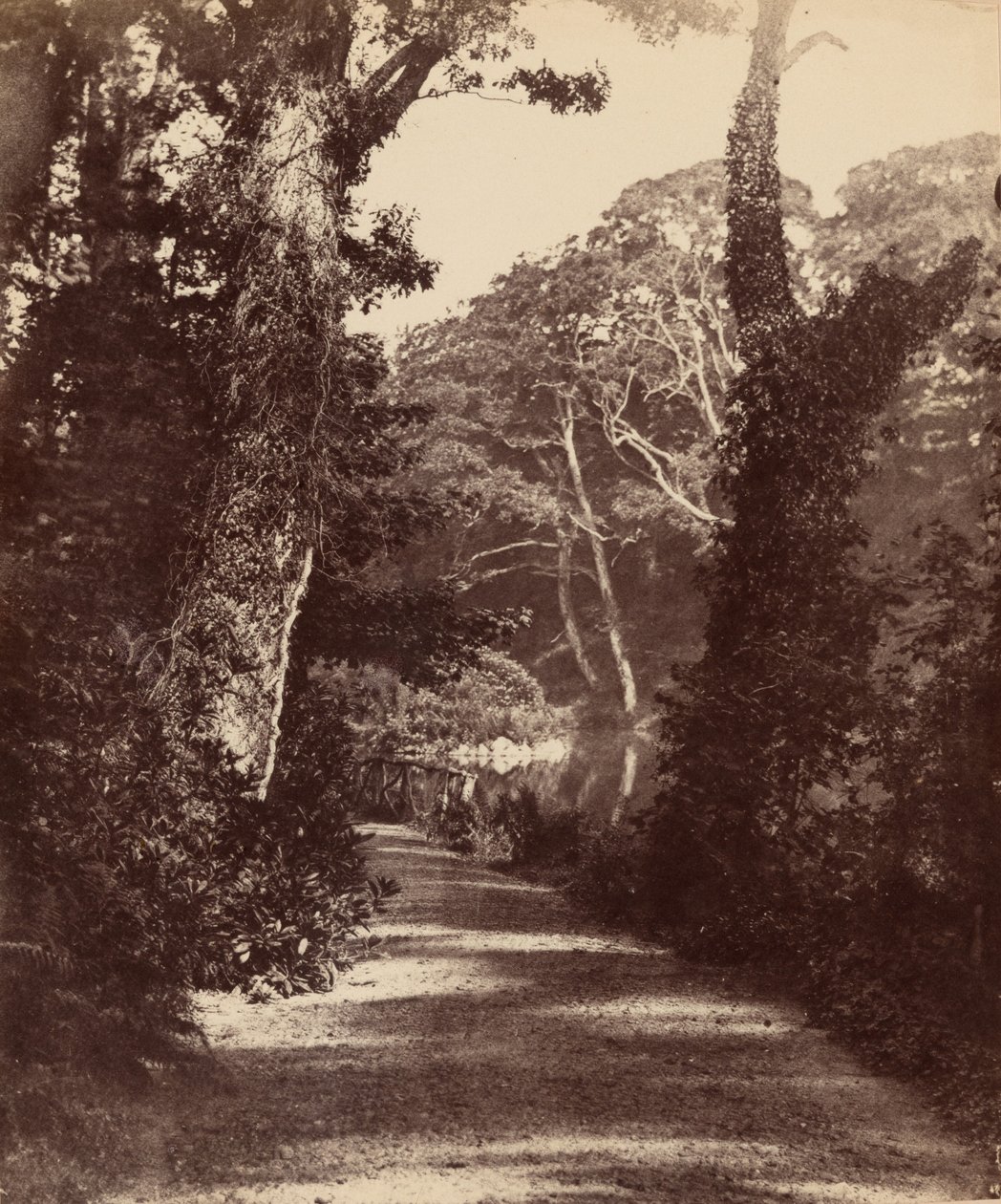 Yläjärvi, Penllergare Valley Woods,c. 1852 (kuva) tekijältä John Dillwyn Llewelyn