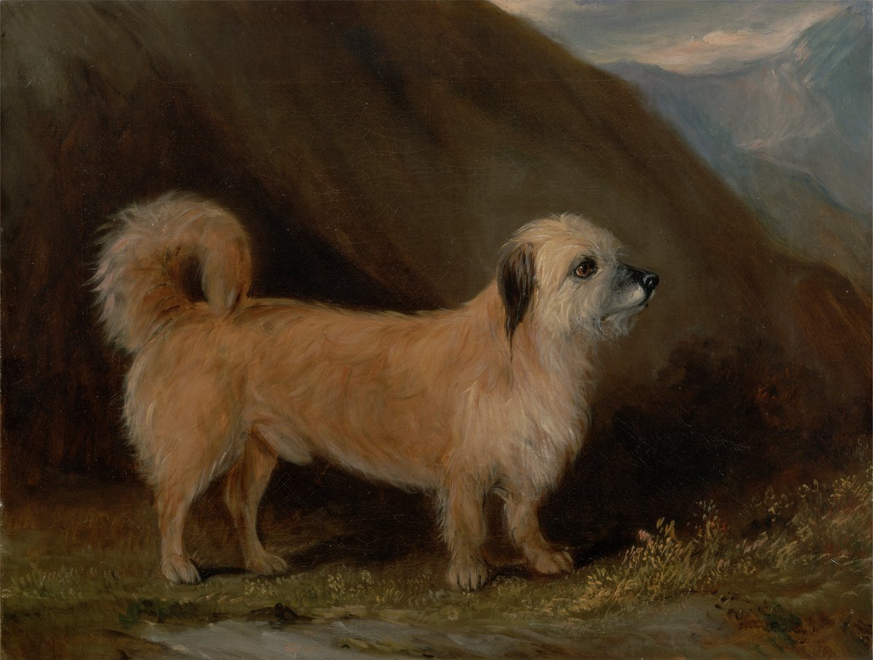 Dandie Dinmont Terrieri tekijältä John E. Ferneley
