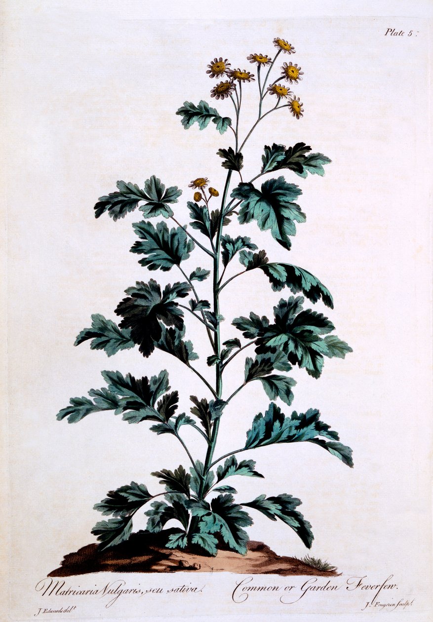 Common tai Garden Feverfew, kuvitus teoksesta "The British Herbalist", maaliskuu 1770 tekijältä John Edwards