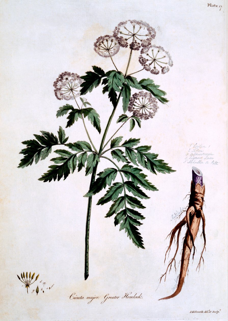 Greater Hemlock [Cicuta major], kuvitus John Edwardsin "The British Herbalista", julkaistu maaliskuussa 1770 tekijältä John Edwards
