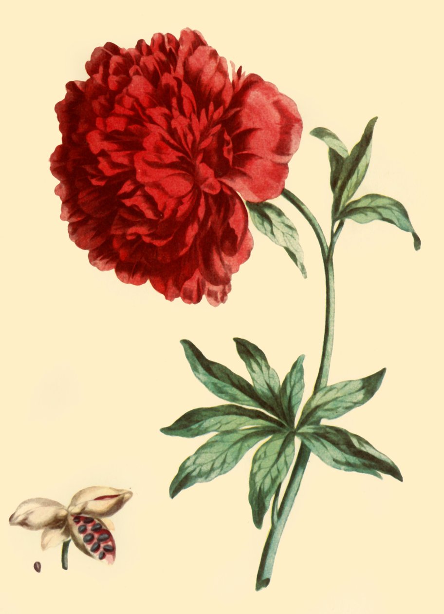 "Pioni: Paeonia Femina täydessä punaisessa kukkakukassa", 1769, 1946. tekijältä John Edwards