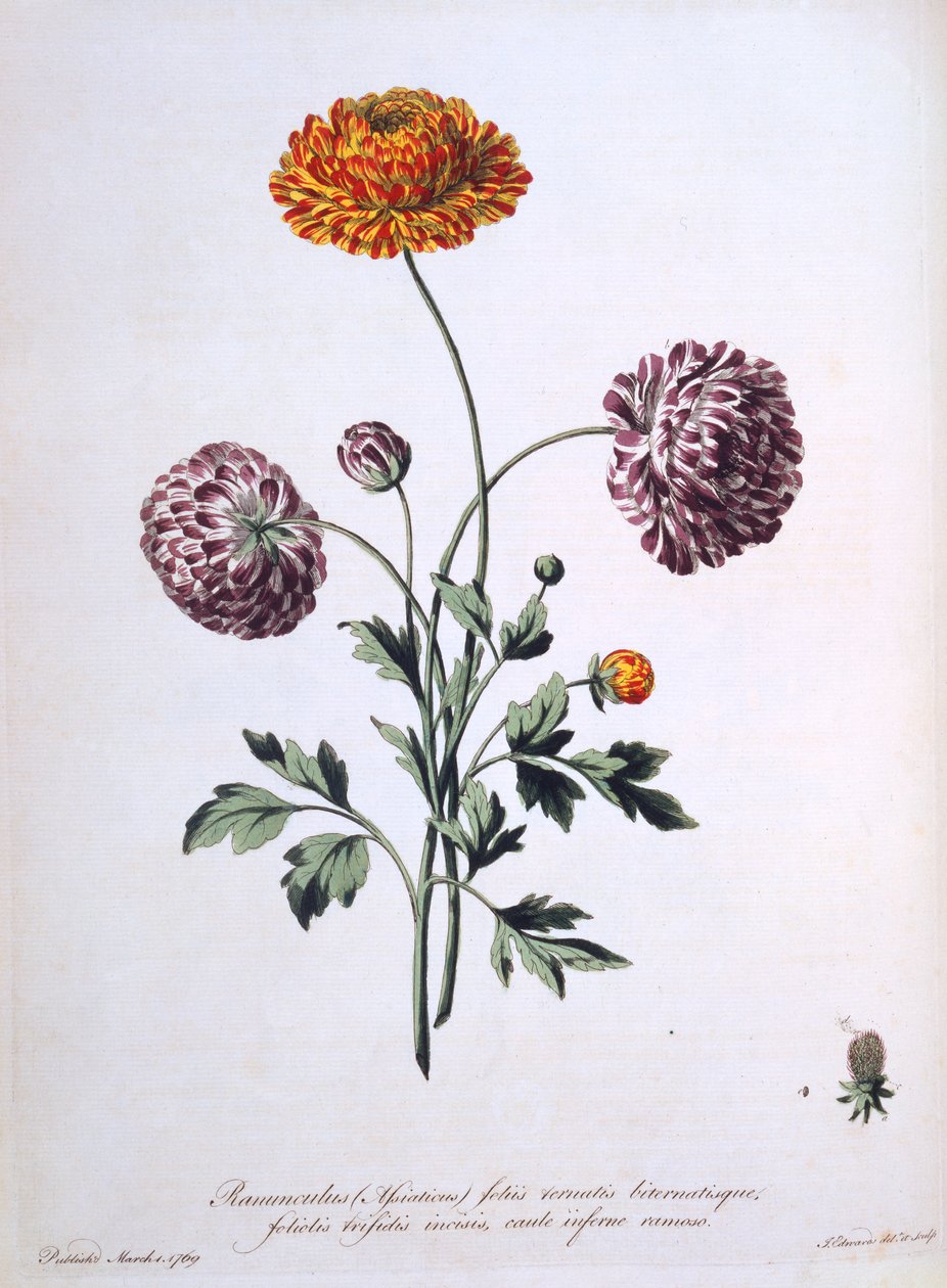Ranunculus, kuvitus teoksesta "The British Herbalist", 1769 tekijältä John Edwards