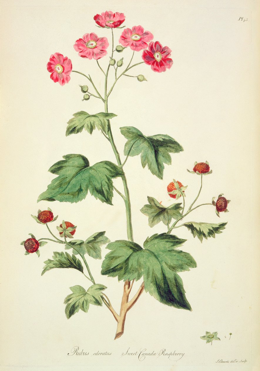 Raspberry: Sweet Canada (s. 45) John Edwardsin (fl.1763-1812) teoksesta "The British Herbal..." tekijältä John Edwards