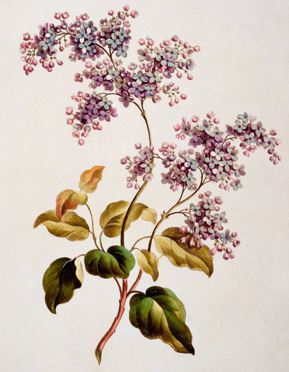 Scotch Lilac, julkaistu 1793 tekijältä John Edwards