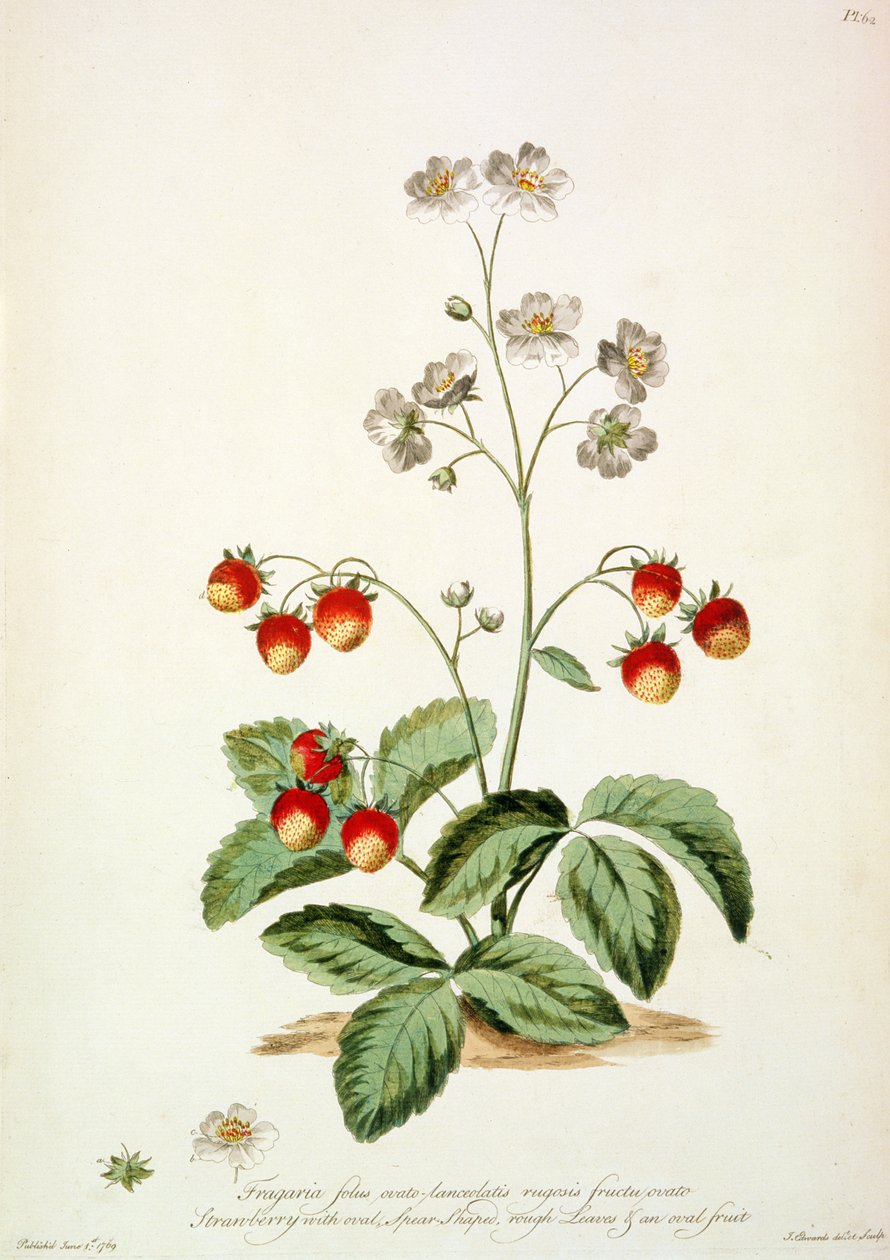 Mansikka: Soikeat keihäsmuotoiset, karkeat lehdet ja soikea hedelmä "The British Herbal..." tekijältä John Edwards
