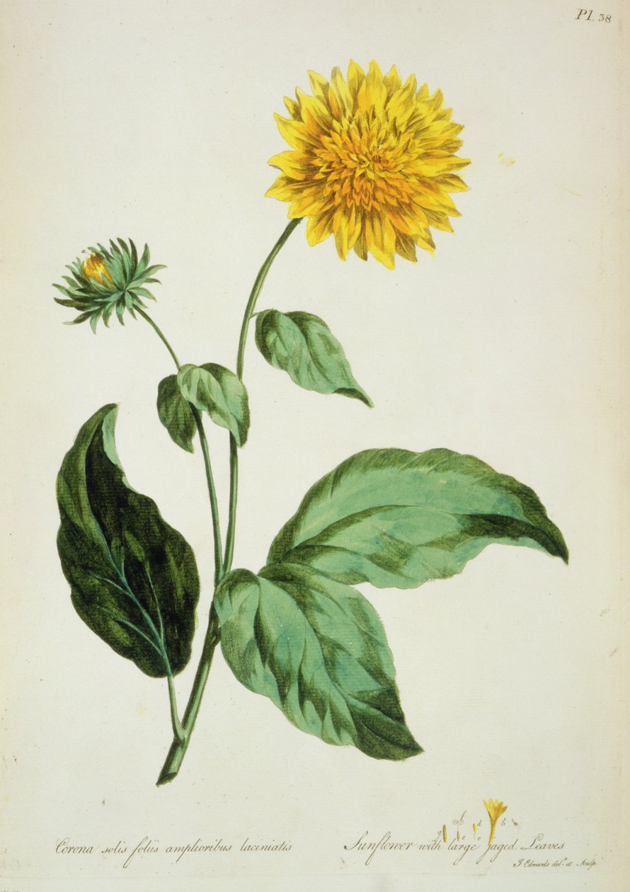 Auringonkukka: suuret rosoiset lehdet (Corona) "The British Herbal..." tekijältä John Edwards