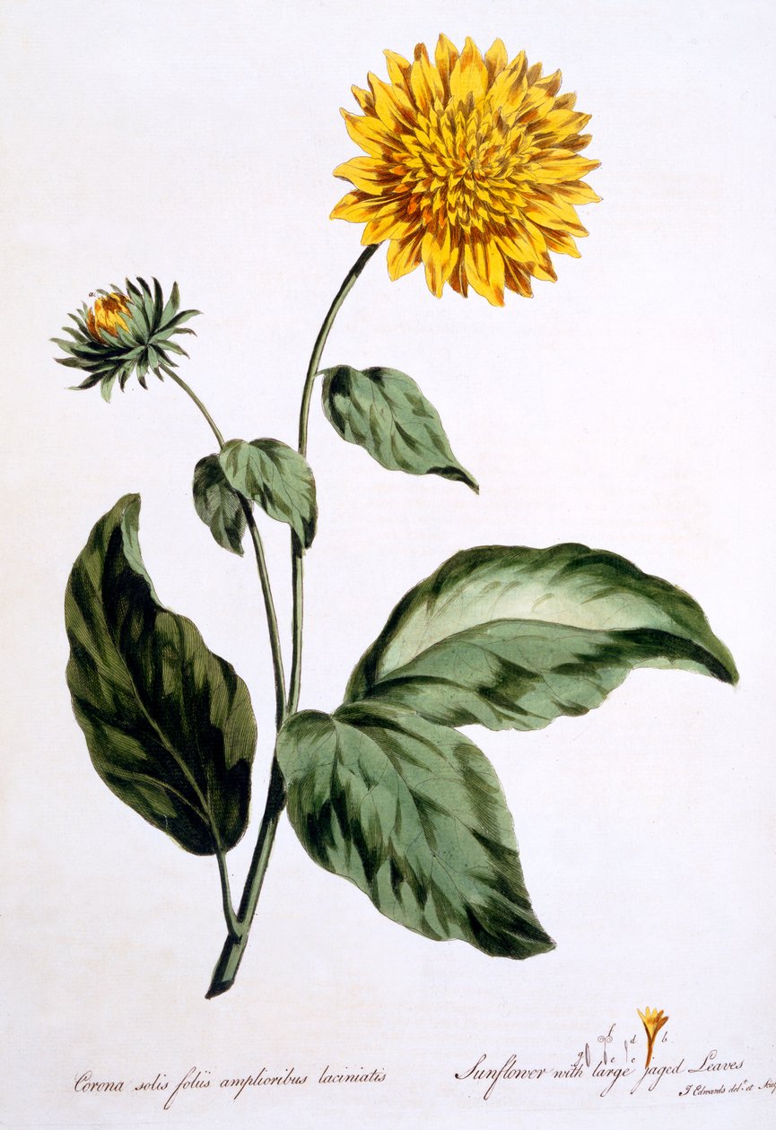 Auringonkukka suurilla rosoisilla lehdillä, kuvitus teoksesta "The British Herbalist", julkaistu maaliskuussa 1770 tekijältä John Edwards