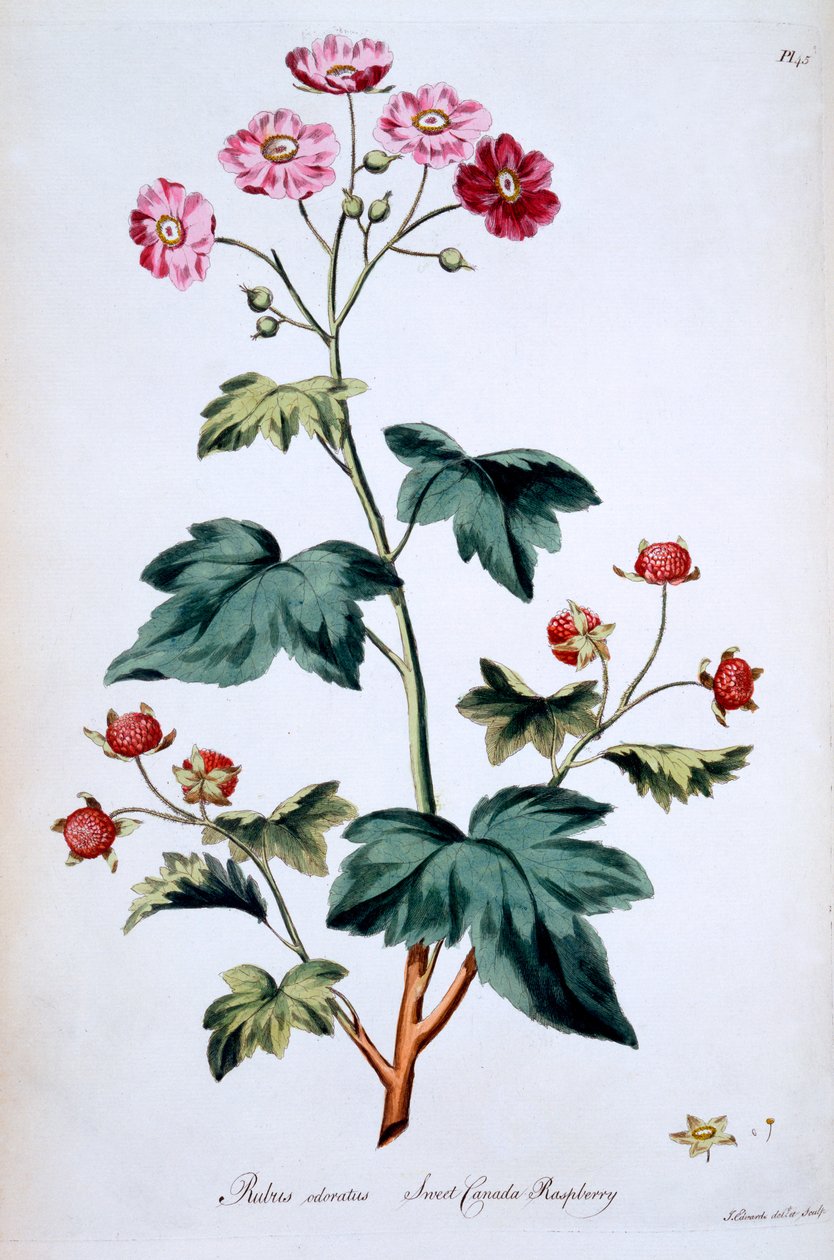 Sweet Canada Raspberry [Rubus odoratus], kuvitus John Edwardsin teoksesta "The British Herbal", julkaistu maaliskuussa 1770 tekijältä John Edwards