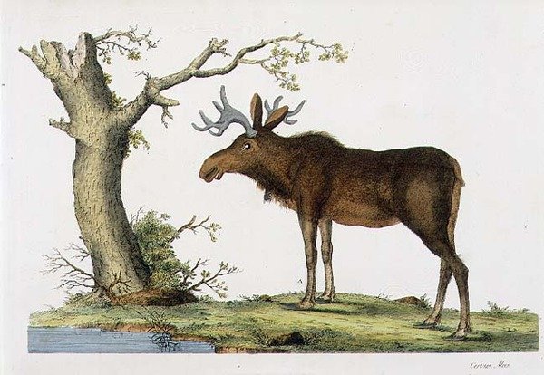 Cervus Alces (hirvi) (litho) tekijältä John Frederick (after) Miller