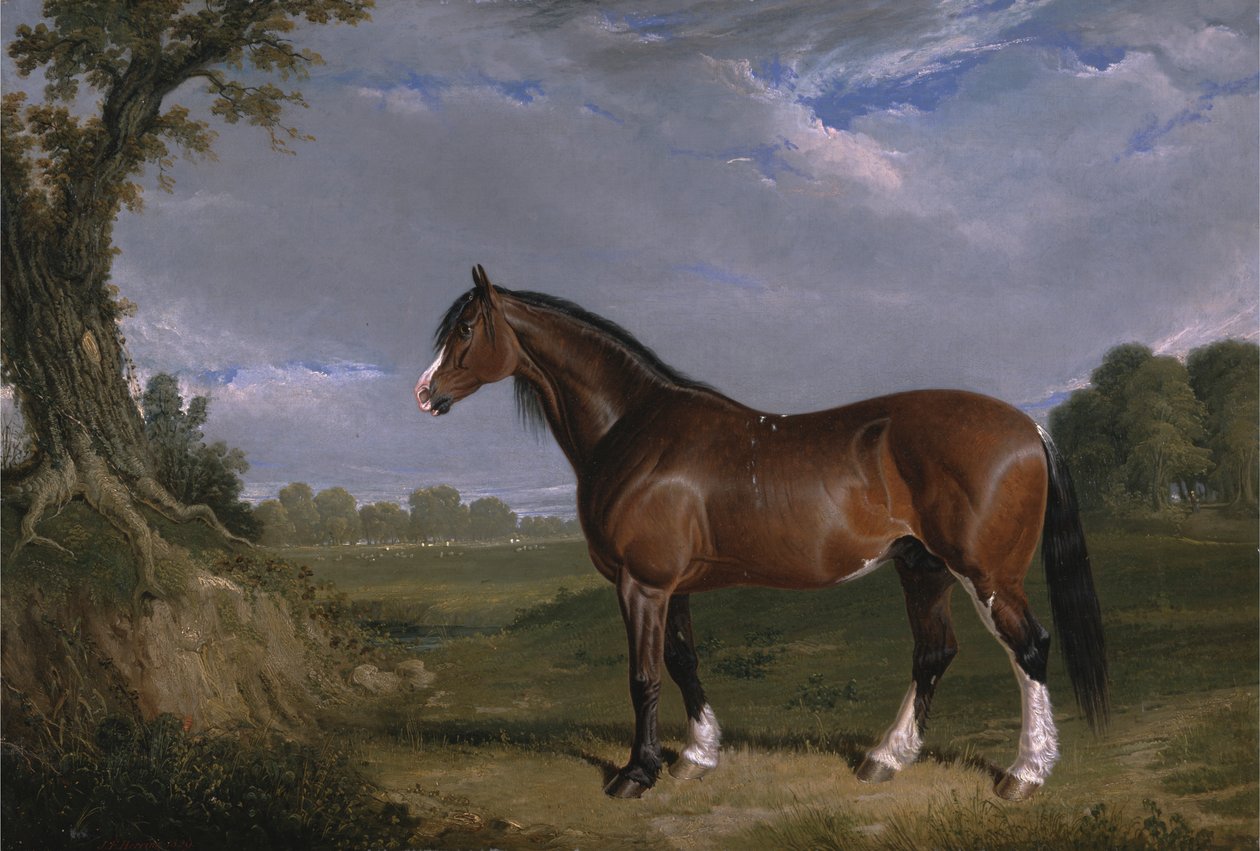 Clydesdalen ori tekijältä John Frederick Herring