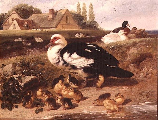 Ankat ja ankanpojat tekijältä John Frederick Herring Jnr