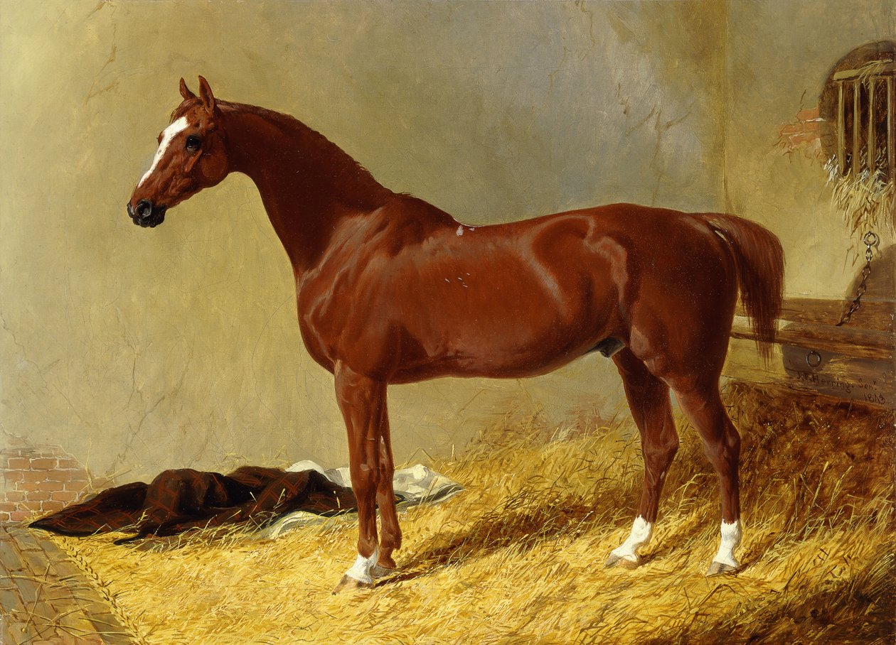 Bay Racehorse tallissa, 1843 tekijältä John Frederick Herring Senior