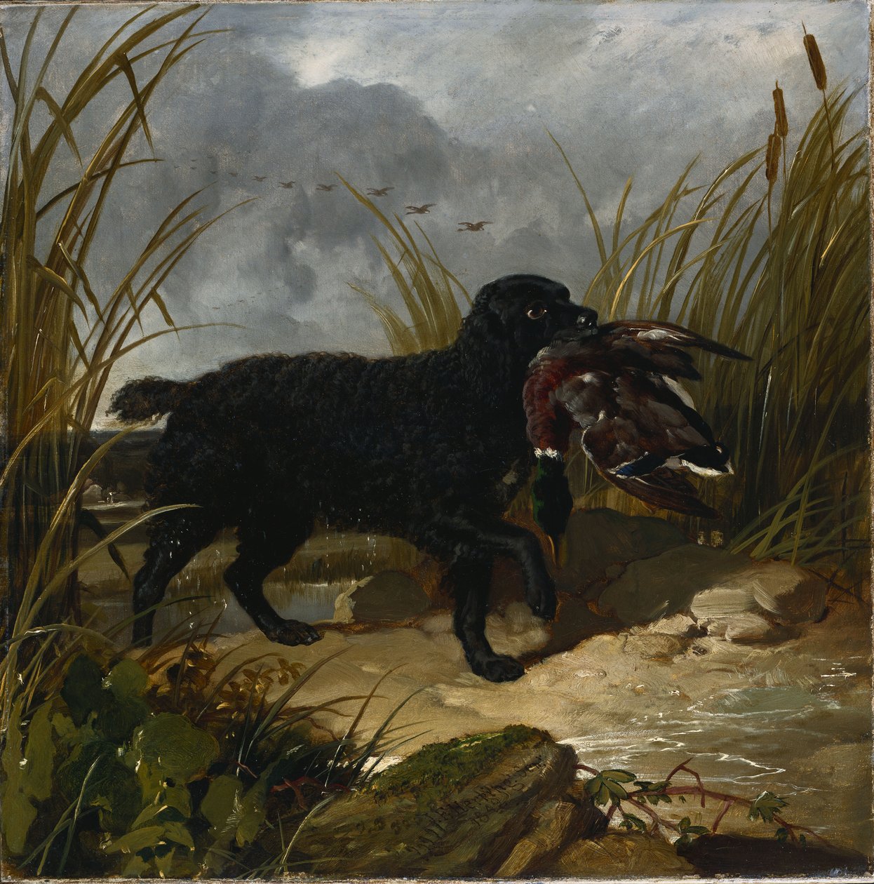 Irlannin vesispanieli hakemassa sinisorsaa, 1849 tekijältä John Frederick Herring Senior