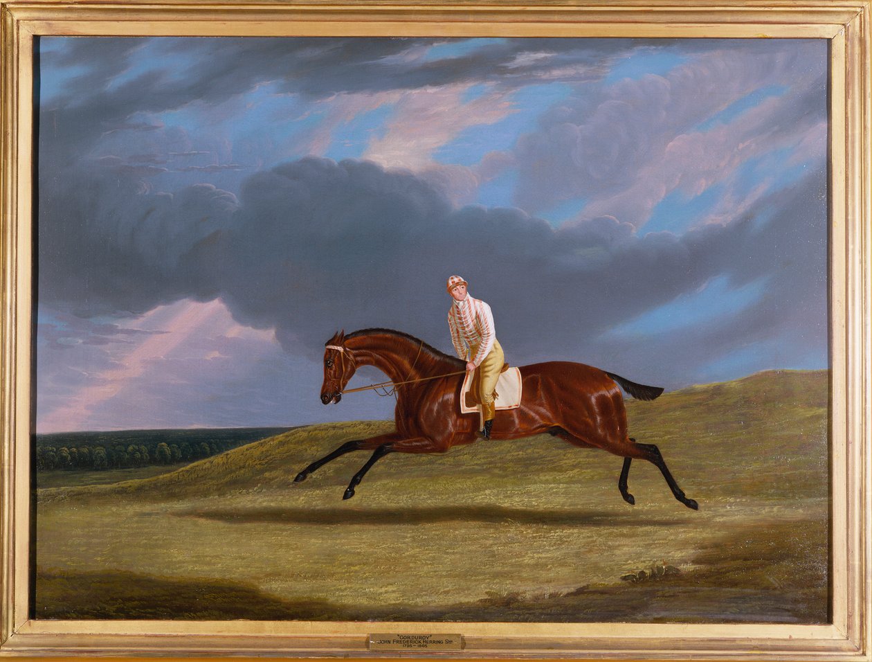 "Corduroy", Bay Racehorse, Jockey Up, laukkaa kilparadalla tekijältä John Frederick Herring Senior