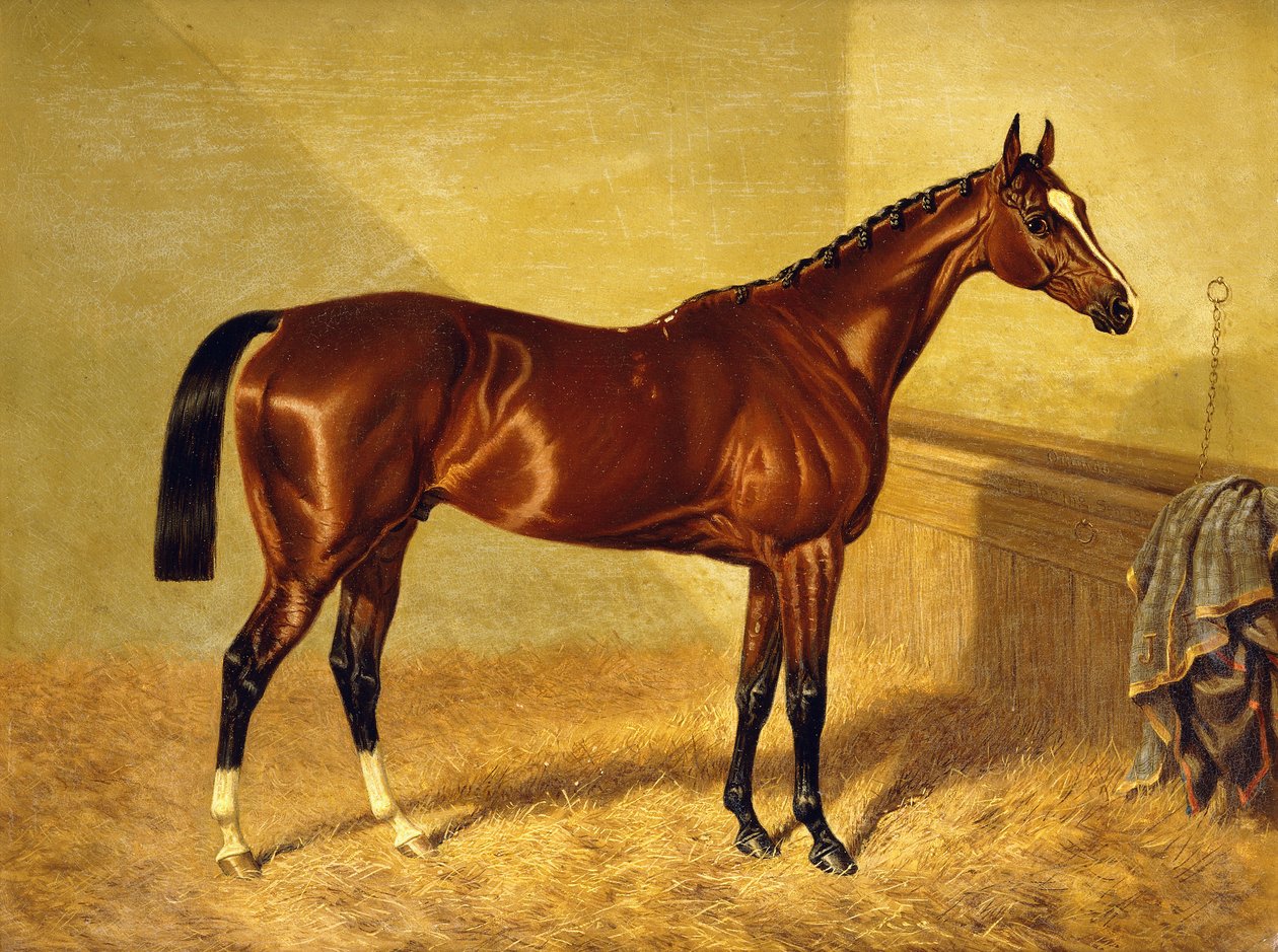 Orlando, Bay Racehorse irtolaatikossa, 1845 tekijältä John Frederick Herring Senior
