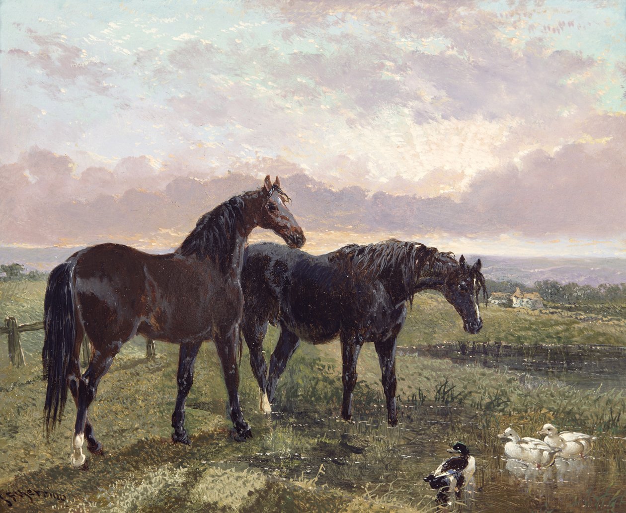 Kaksi hevosta laiduntaa auringonlaskun aikaan tekijältä John Frederick Herring Senior