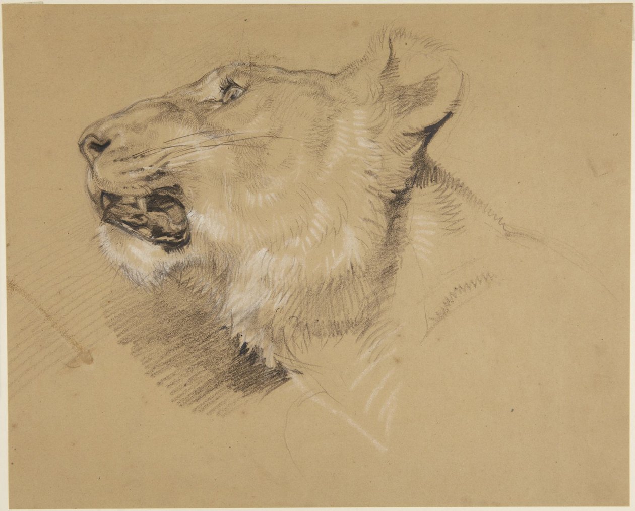 Naarasleijonan pää tekijältä John Frederick Lewis