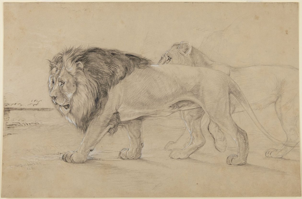 Lions tekijältä John Frederick Lewis