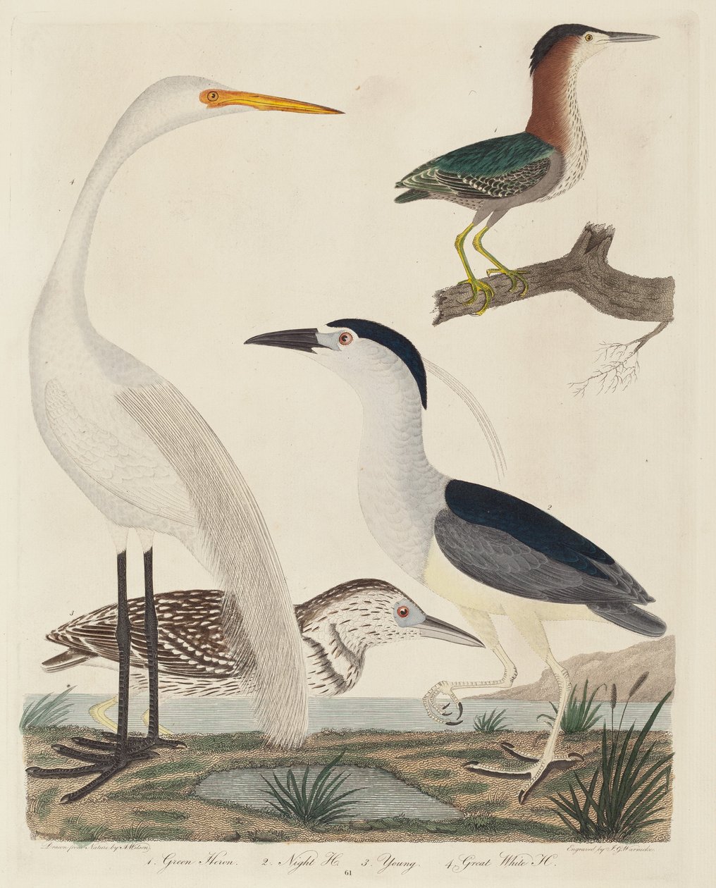 Green Heron, Night Heron, Young Heron ja Great White Heron, julkaistu 1808-1814. tekijältä John G. Warnicke