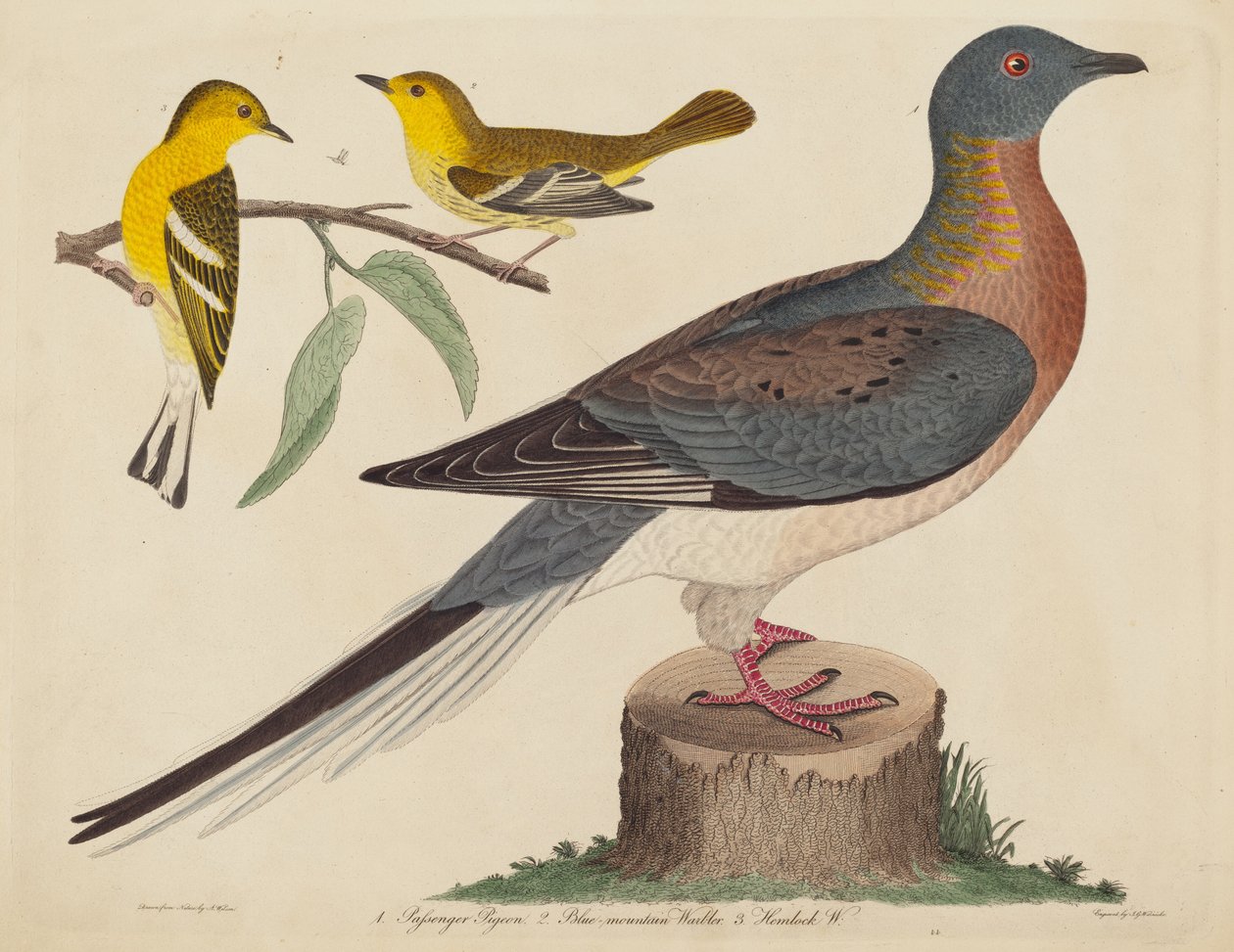 Passenger Pigeon, Blue- Mountain Warbler ja Hemlock Warbler, julkaistu 1808-1814. tekijältä John G. Warnicke